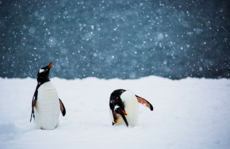 penguins-on-the-snow-deselect